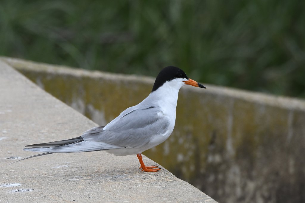 Tern, Forster's, 2018-05305267 Forsythe NWR, NJ.JPG - Forster's Tern. Forsythe National Wildlife Refuge, NJ, 5-30-2018